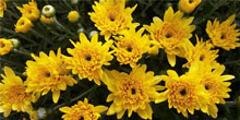 beautiful-yellow-flowers